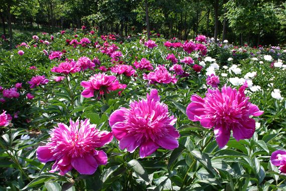 ���ýĹ��� (2).jpg